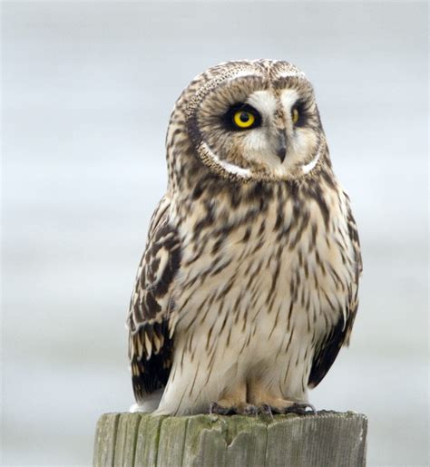 Hoot Dat A Guide To Louisiana Owls Covington Weekly
