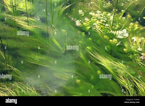 algae in the pond Stock Photo - Alamy