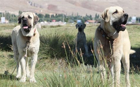 Turkey: Turkish Native Dog Breeds - Native Breed.org