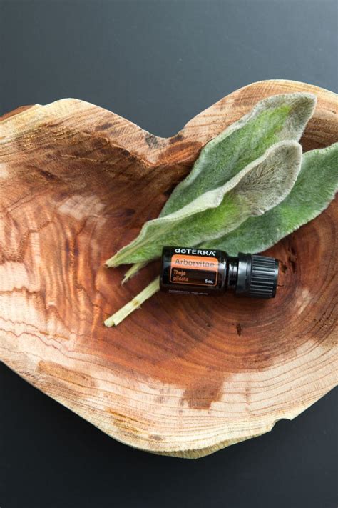 A Powerful Immune Support Learn More About Arborvitae By Clicking Here