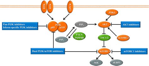 The Impact Of Pi3k Inhibitors On Breast Cancer Cell And Its Tumor