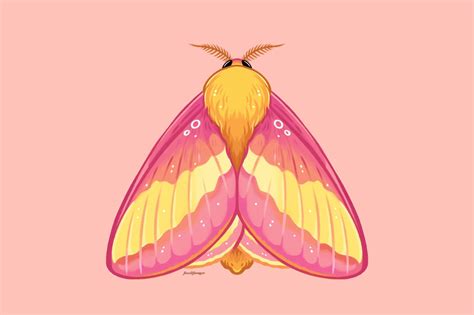 Rosy Maple Moth Drawing