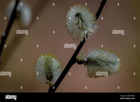 Beautiful Pussy Willow Flowers Branches On Blurred Background Stock