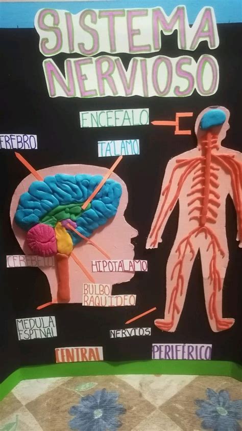 Sistema Nervioso Maqueta Esquema Del Cuerpo Humano Maqueta Del