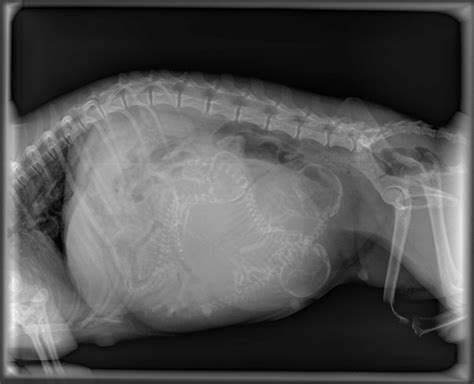 Pregnant Cat Radiograph Newtown Square Veterinary Hospital