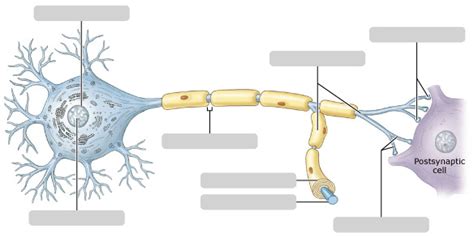 Neural Tissue Diagram Quizlet