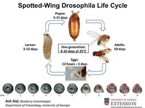 Spotted Wing Drosophila Identification Monitoring And Management In Georgia Blueberries Uga