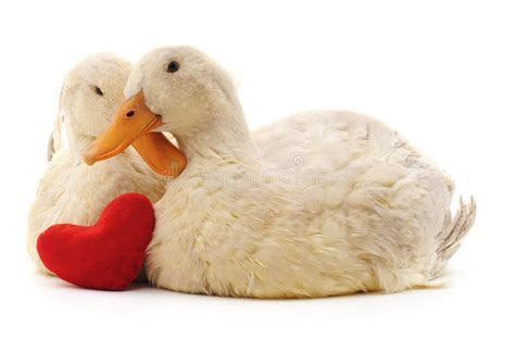 Two White Ducks And Heart Stock Image Image Of Animal 137128287