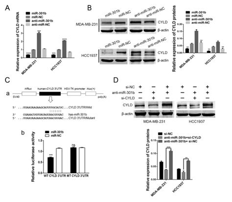 Microrna B Promotes Cell Proliferation And Apoptosis Resistance In