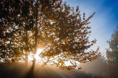 Free Images Landscape Nature Forest Grass Branch Sky Sun