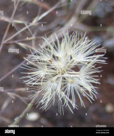 African Draaibos Pegolettia Senegalensis Stock Photo Alamy
