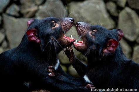 Tasmanian Devils Play Fighting Flickr Photo Sharing