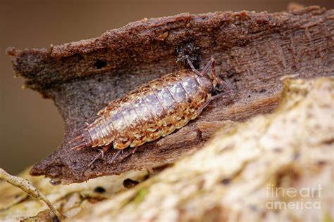 Woodlouse Photograph By Heath Mcdonald Science Photo Library Fine