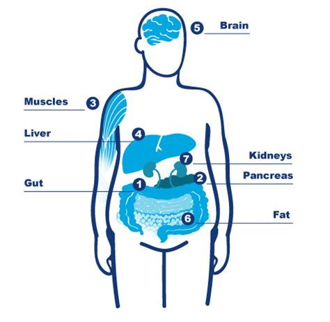 The Progression Of T2Ds In The Body NovoCare Diabetes Education