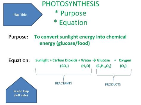 PHOTOSYNTHESIS CELLULAR RESPIRATION Unit 3 Continued POGIL Photosynthesis