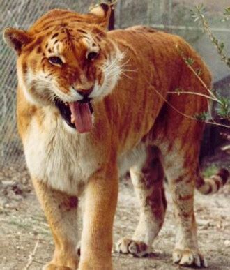 Liger And Tigon Info