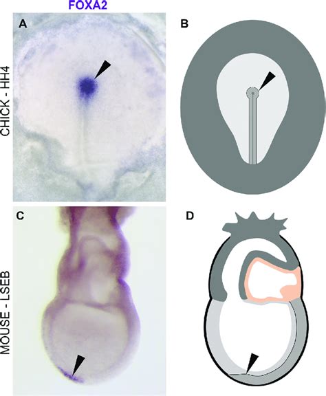 Hensen's node in chick and mouse. In situ hybridization against FOXA2 ...