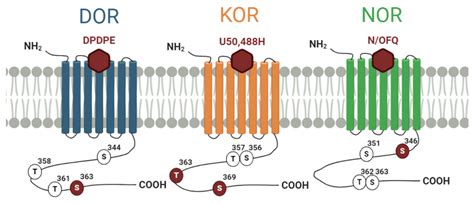Cells | Free Full-Text | GRKs as Key Modulators of Opioid Receptor Function
