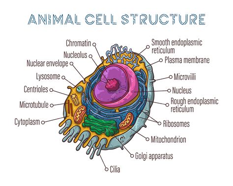 Premium Vector | Schematic structure of animal cell.