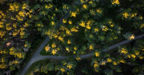 Aerial View of Forest · Free Stock Photo