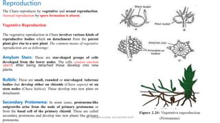 Chara Algae Life Cycle