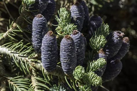 Abies Concolor Ssp Concolor CO San Juan Conifer Concolor Fir