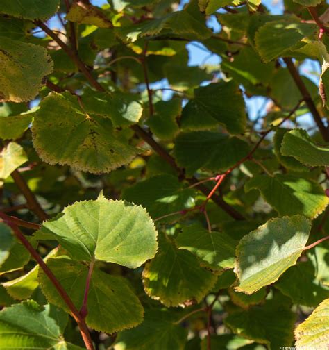 Tilia Cordata Winter Orange Small Leaved Lime Winter Orange New