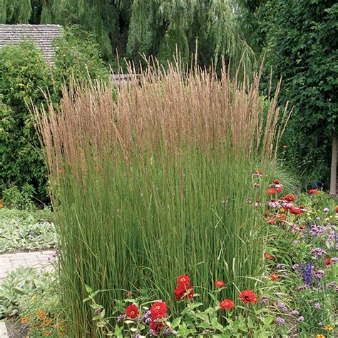 Karl Foerster S Feather Reed Grass Green Foothills Nurseries