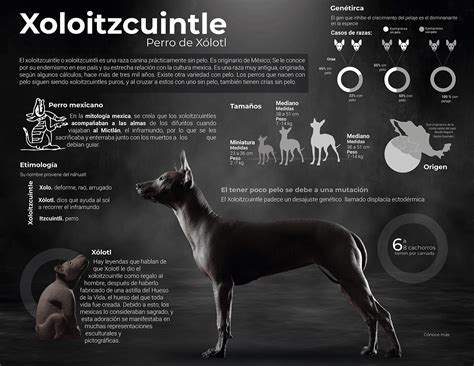 Infografia Xoloizcuintle On Behance