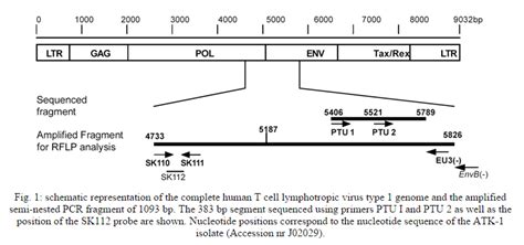 Mem Rias Do Instituto Oswaldo Cruz Sequence And Phylogenetic Analysis