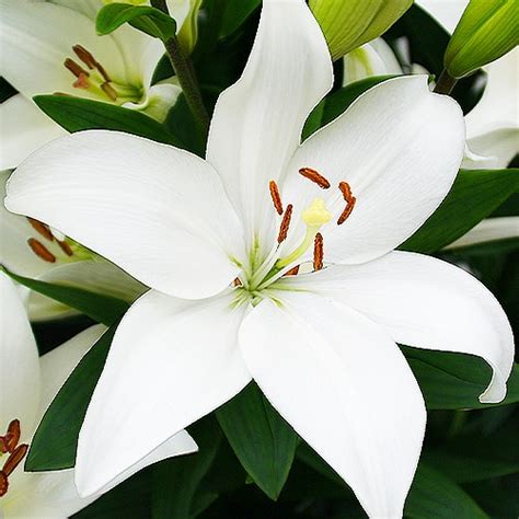 Lily (Lilium) Bright Diamond for Sale online in EU directly from The ...