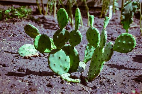 Prickly Pear Cactus (Opuntia) — UIC Heritage Garden