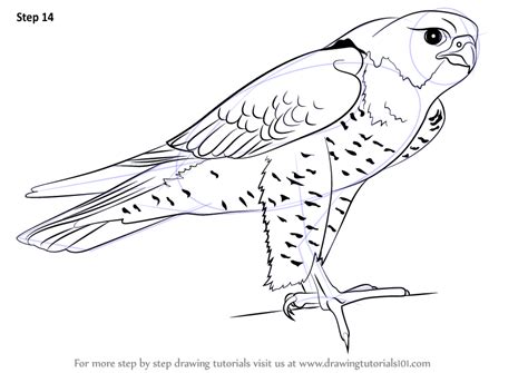 Learn How To Draw A Peregrine Falcon Bird Of Prey Step By Step