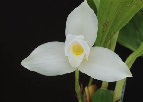 La Monja Blanca, Flor Nacional de Guatemala - DEGUATE.com