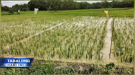 414 Hektar Sawah Diwilayah Selatan Tabalong Terdampak Banjir YouTube