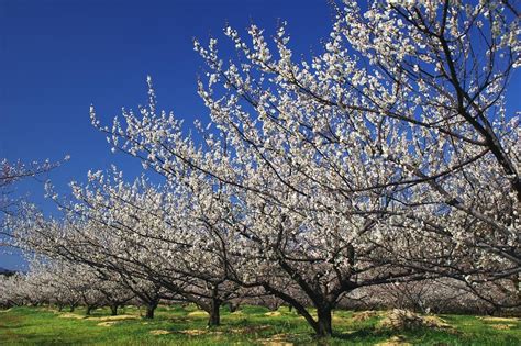 Visit Imari: 2024 Travel Guide for Imari, Saga Prefecture | Expedia