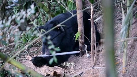 台灣黑熊二度「山豬吊」險截肢！11次手術保住前掌 野放下場令人落淚｜四季線上4gtv