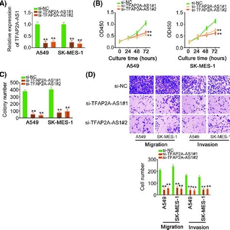 Depletion Of Tfap A As Exerts Repressing Effects In Nsclc Cells A