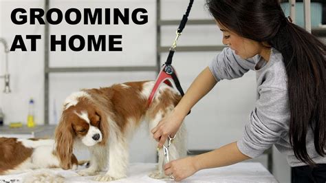 How To Groom Your Dog At Home Cavalier King Charles Grooming Youtube