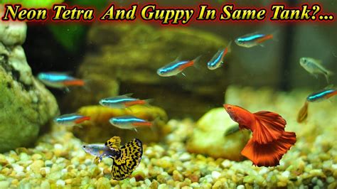 Can We Keep Guppy And Neon Tetra In Same Tank Do They Fight Or