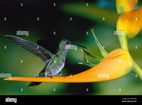 White Necked Jacobin Florisuga Mellivora Hummingbird Female Perching