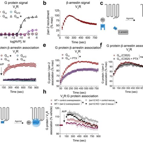 PDF Noncanonical scaffolding of Gαi and β arrestin by G protein