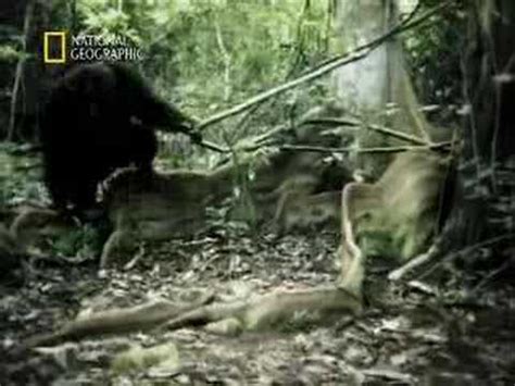 Wild Sex National Geographic Cose Da Macho YouTube