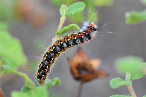 Oruga De Psilogaster Loti En Cistus Salviifolius Flickr