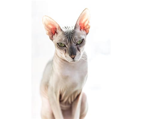 Donskoy Cat or Don Sphynx - Breed Information With Photos