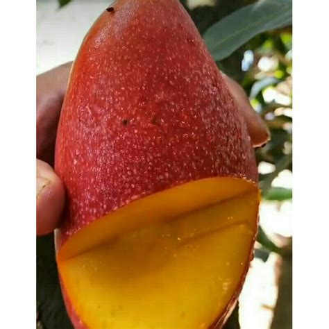 Jual Bibit Mangga Merah Jepang Red Mango Miyazaki Asli Asal Okulasi