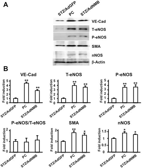 Expression Of Ve Cad Enos Sma And Nnos Proteins In The Penis Adgfp Download Scientific