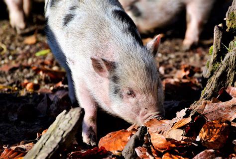 El porcino español reivindica su compromiso con la sociedad Revista