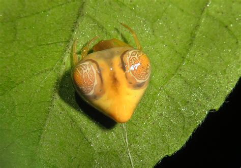 Bird-dropping Spider (Cyrtarachne perspicillata) - Bali Wildlife