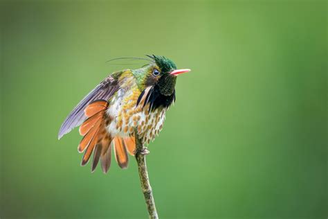 Win a free Cornell Lab Ornithology course - eBird